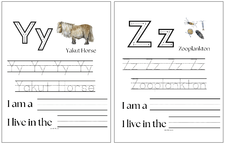 arctic animal handwriting pages with letters y and z