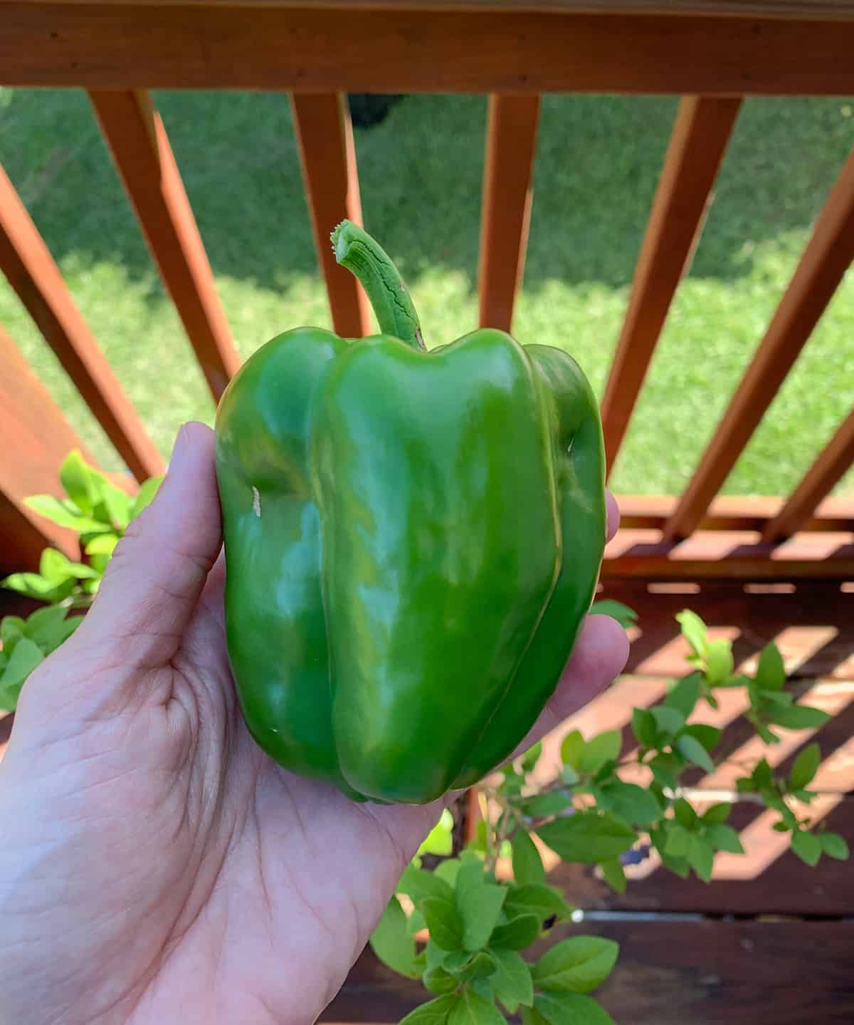 a hand holding a large green pepper