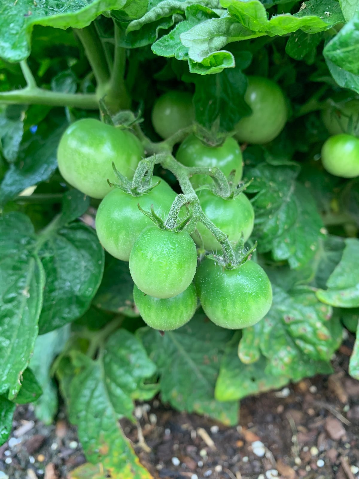 green cherry tomatoes growing on a plant