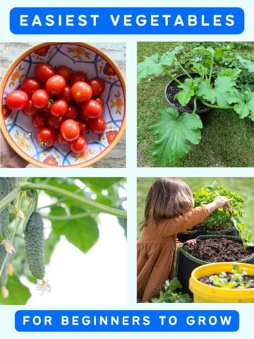 text "easiest vegetables for beginners to grow" with four pictures including tomatoes, zucchini, cucumbers, and radishes