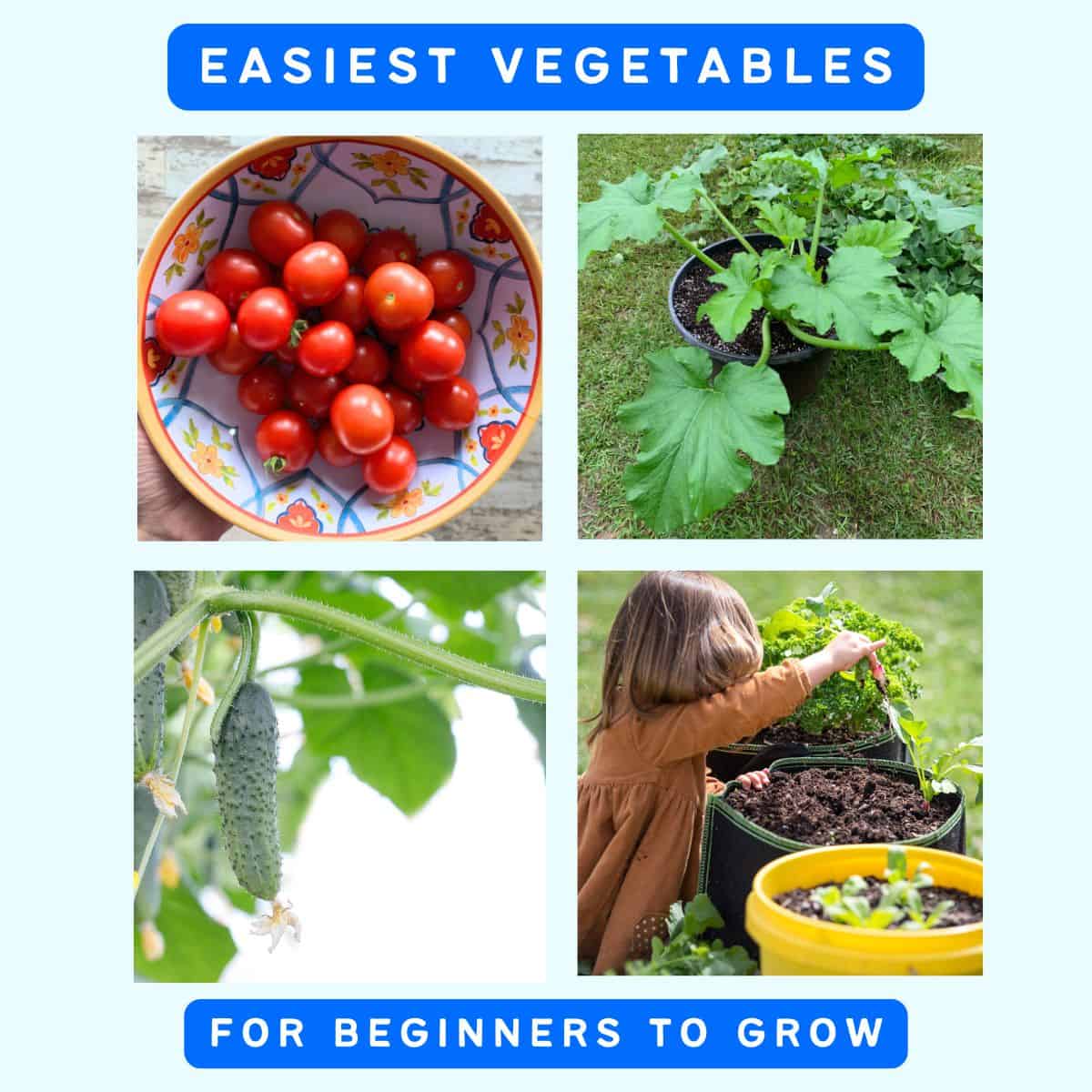 text "easiest vegetables for beginners to grow" with four pictures including tomatoes, zucchini, cucumbers, and radishes