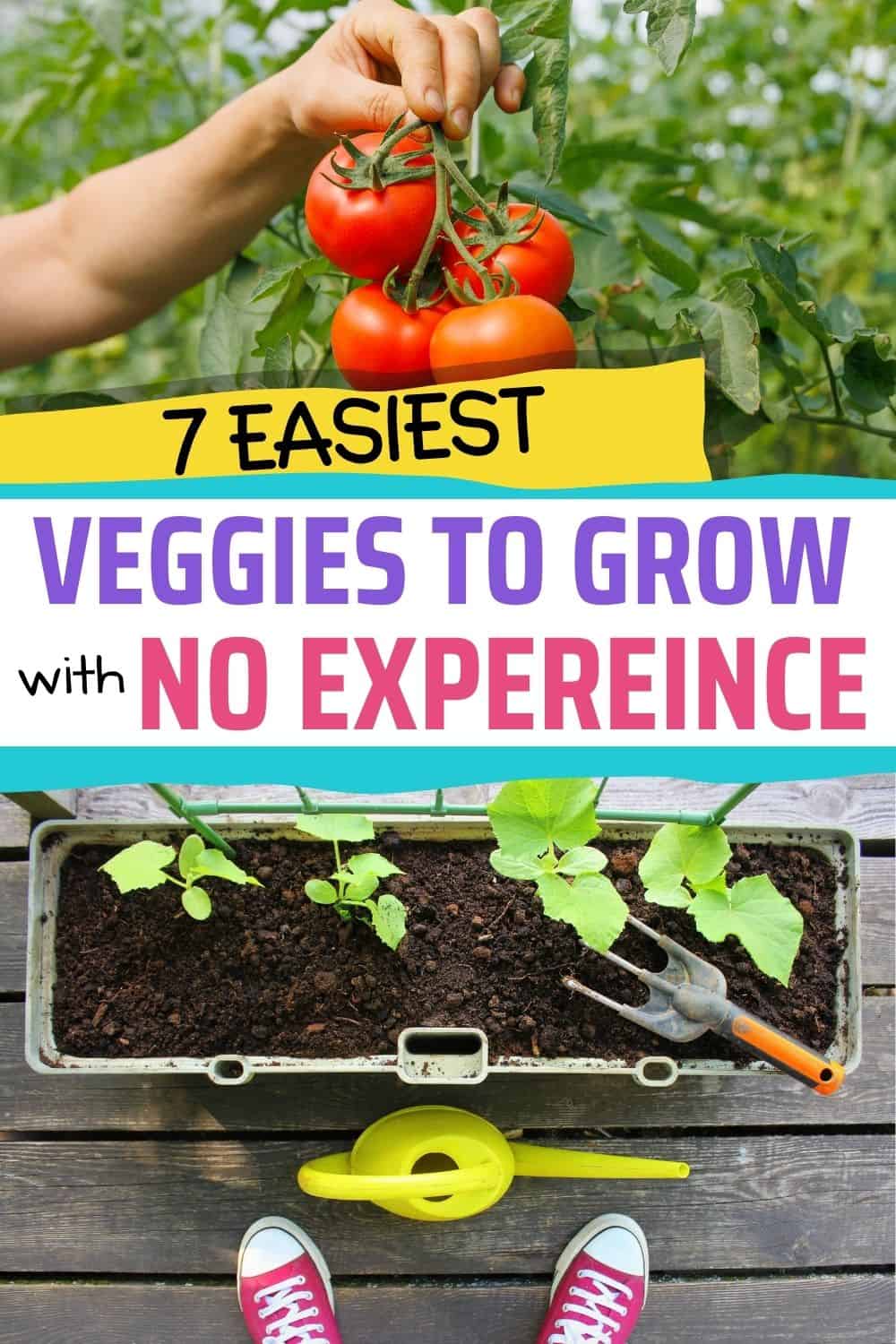 text "7 easiest veggies to grow with no experience"