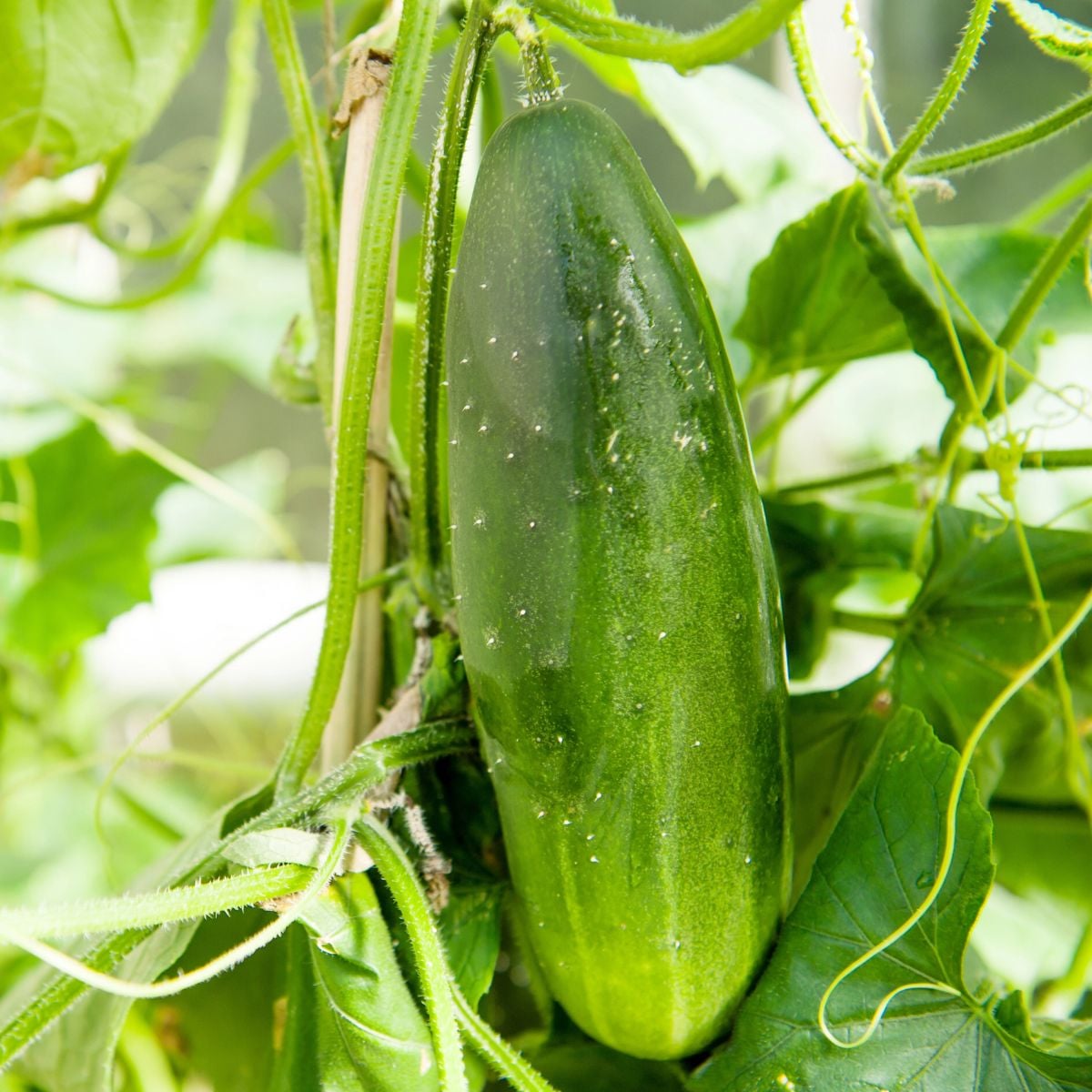 Slicing cucumbers in baskets on a table arranged for sale. There are three cucumbers in each small basket. Only one basket is fully visible but six are partially in the frame.