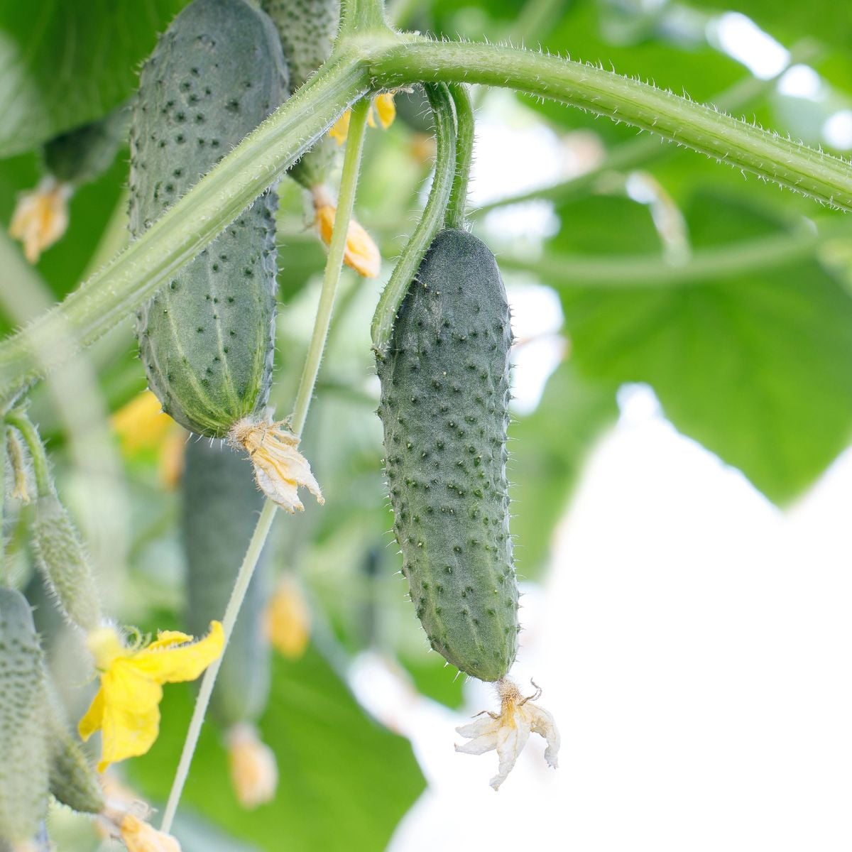 a pile of picked and washed pickling cucumbers on a wood table. They are short, dark, and have the characteristic knobby skin of pickling cucumbers.