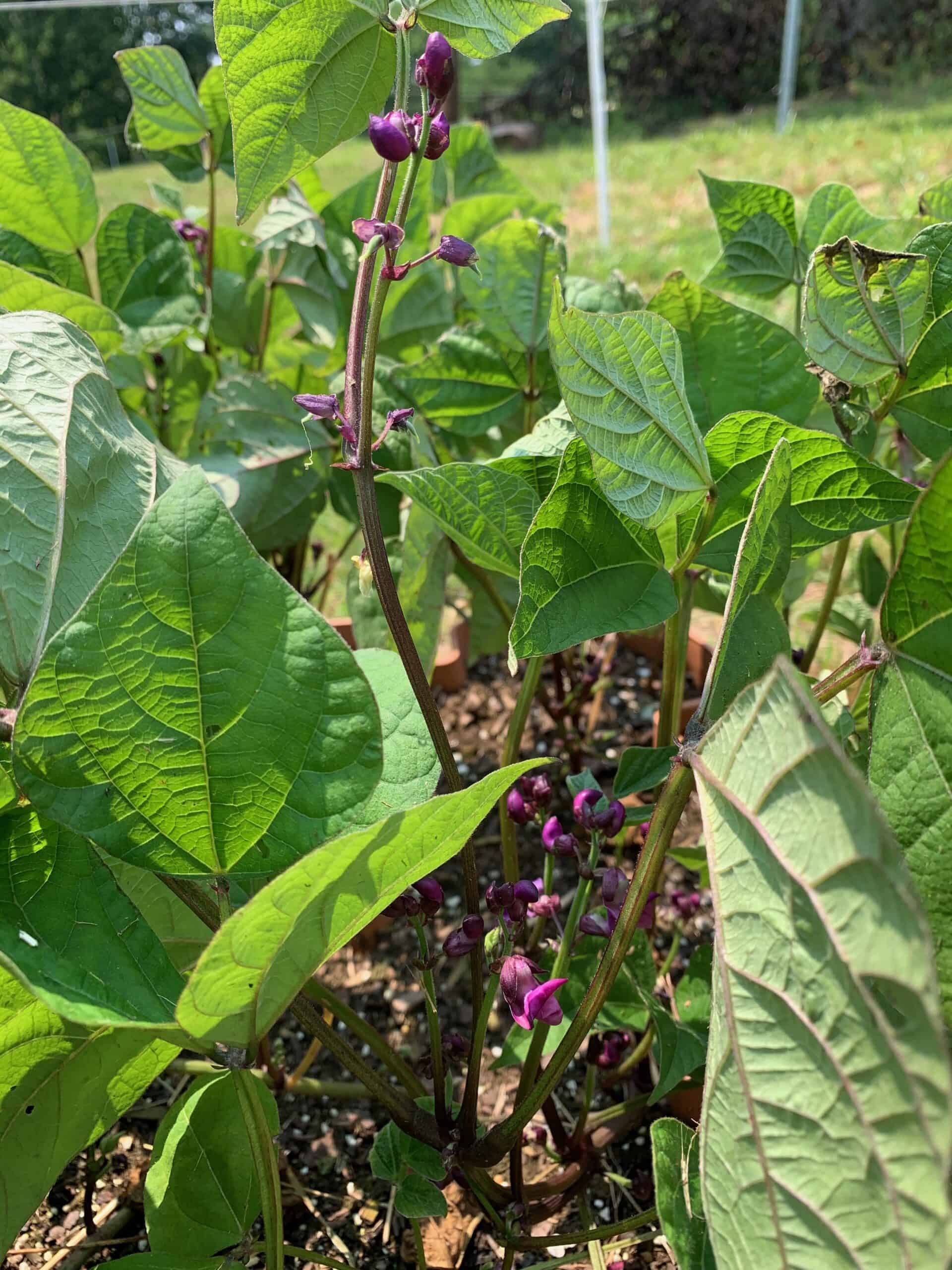 young purple bush bean plants growing in a container