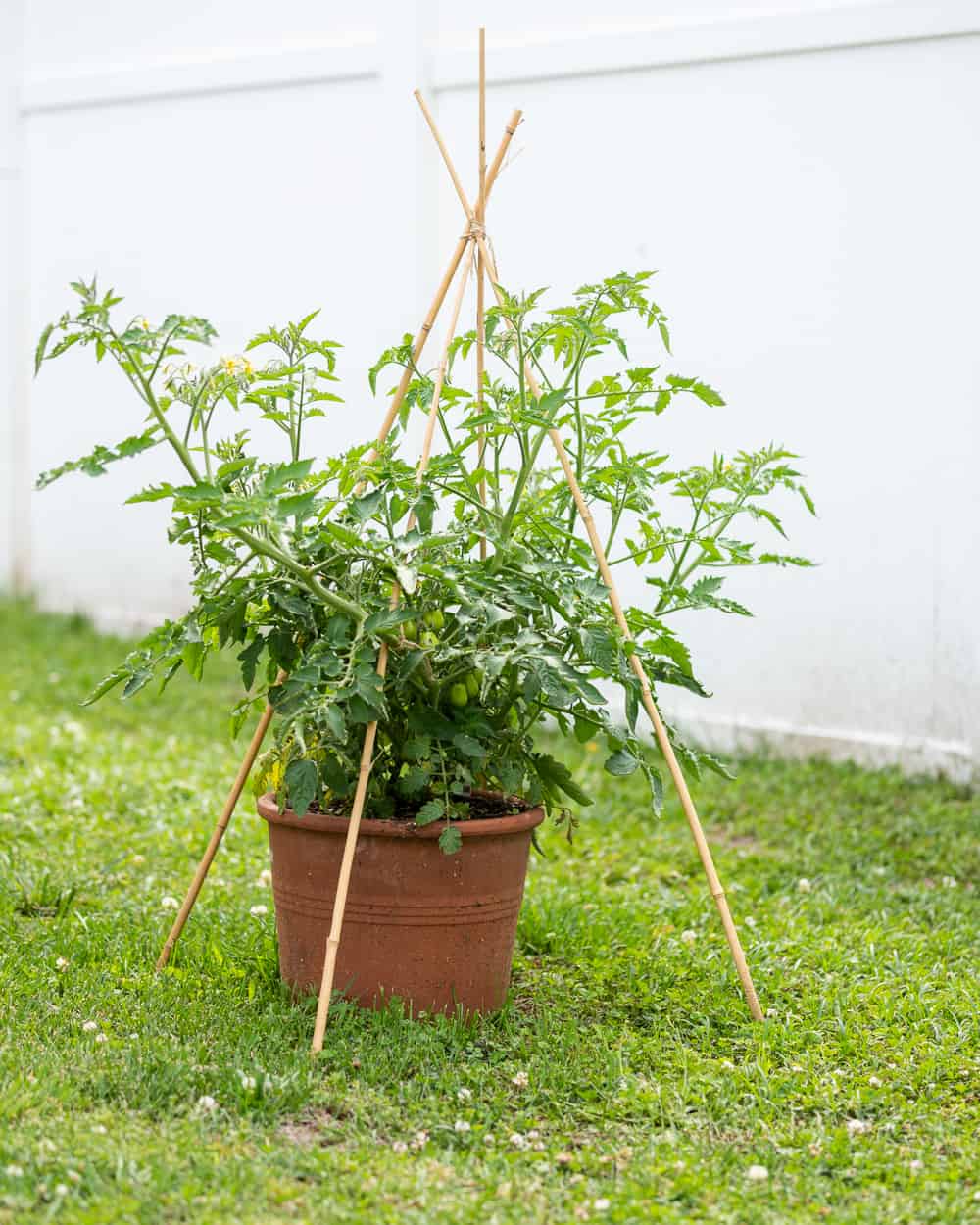 a tomato overgrowing a pot with poor supports