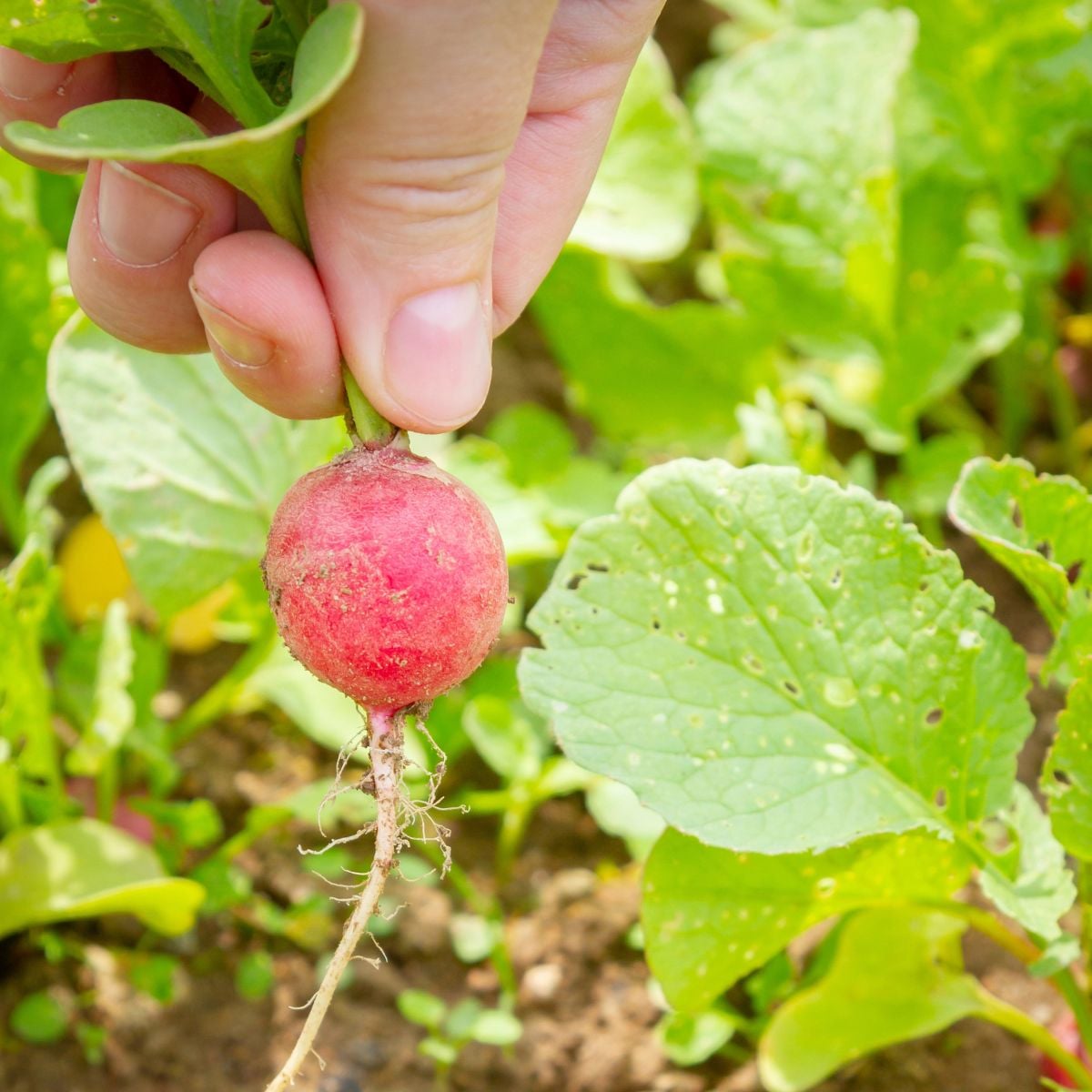 a woman's hand picking a radish