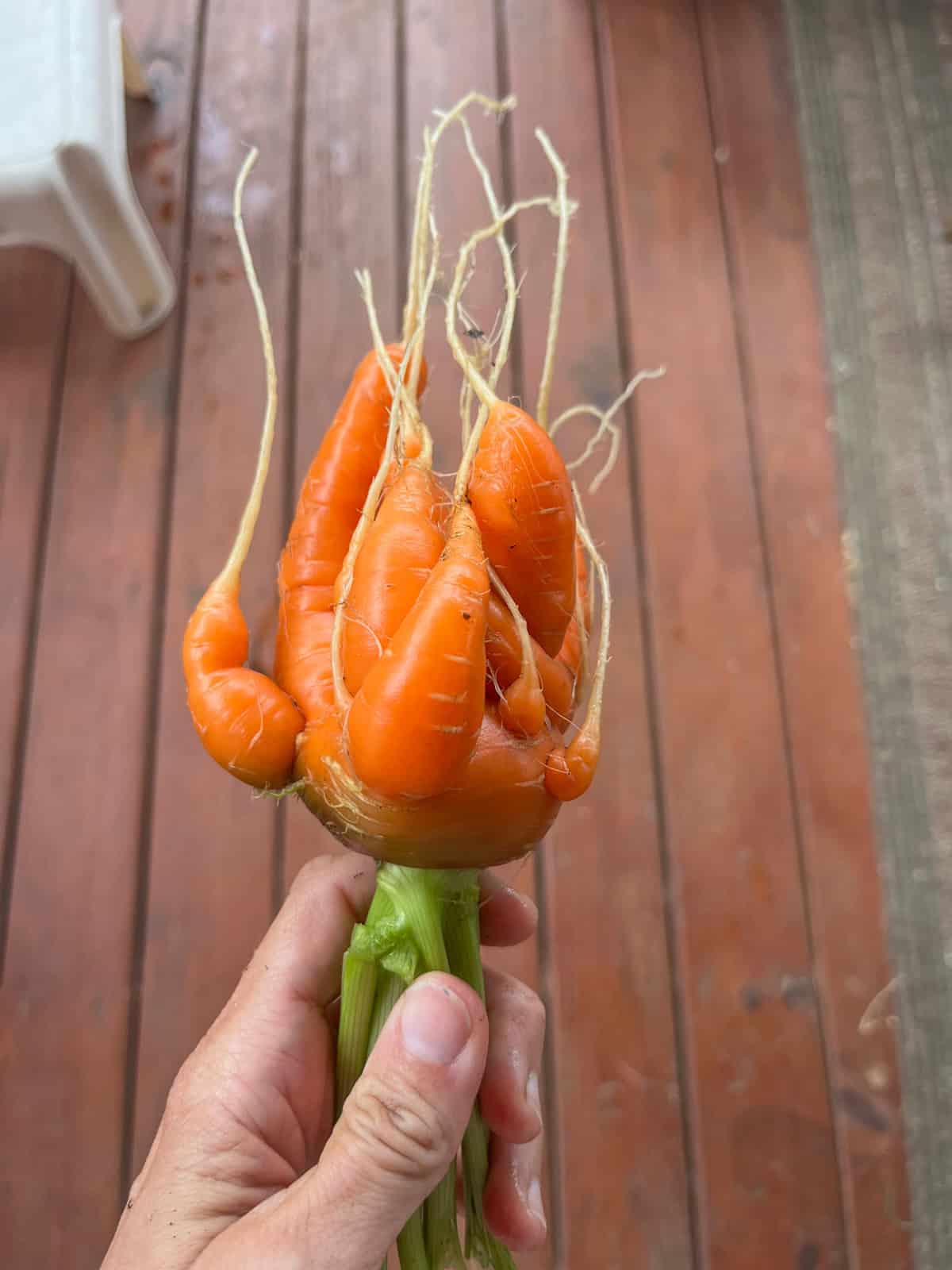 a misshapen carrot
