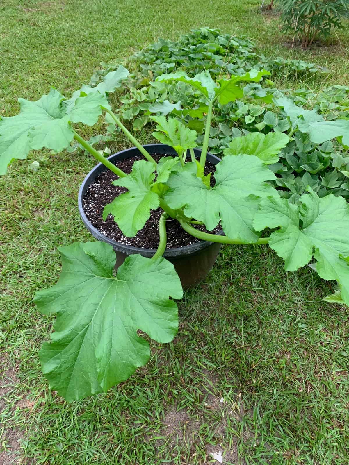 a zucchini plant growing in a large container