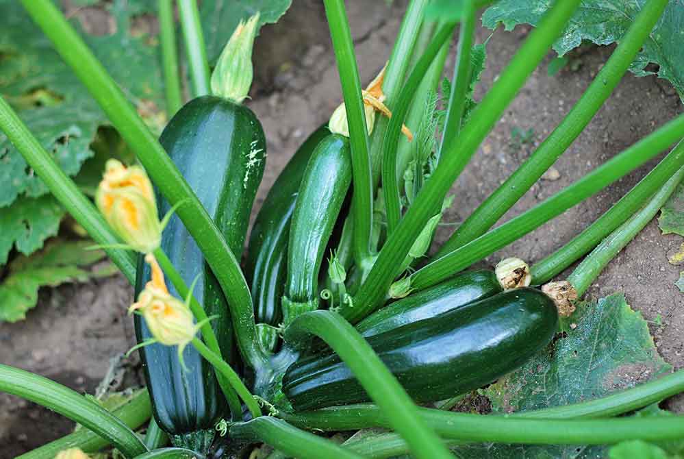 A top-down image of a zucchini plant growing. There are six growing fruits and a multiple additional blossoms on the plant.