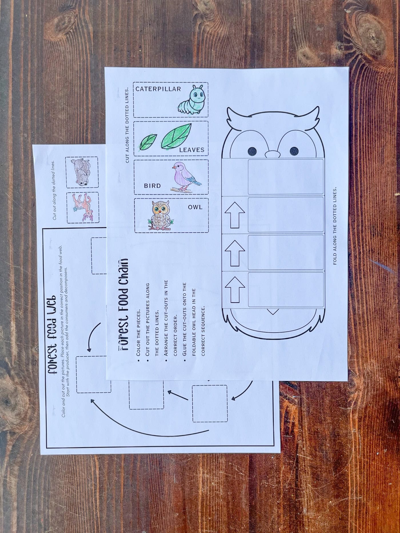 a forest food chain craft and a forest food web cut and paste printabel on a dark table