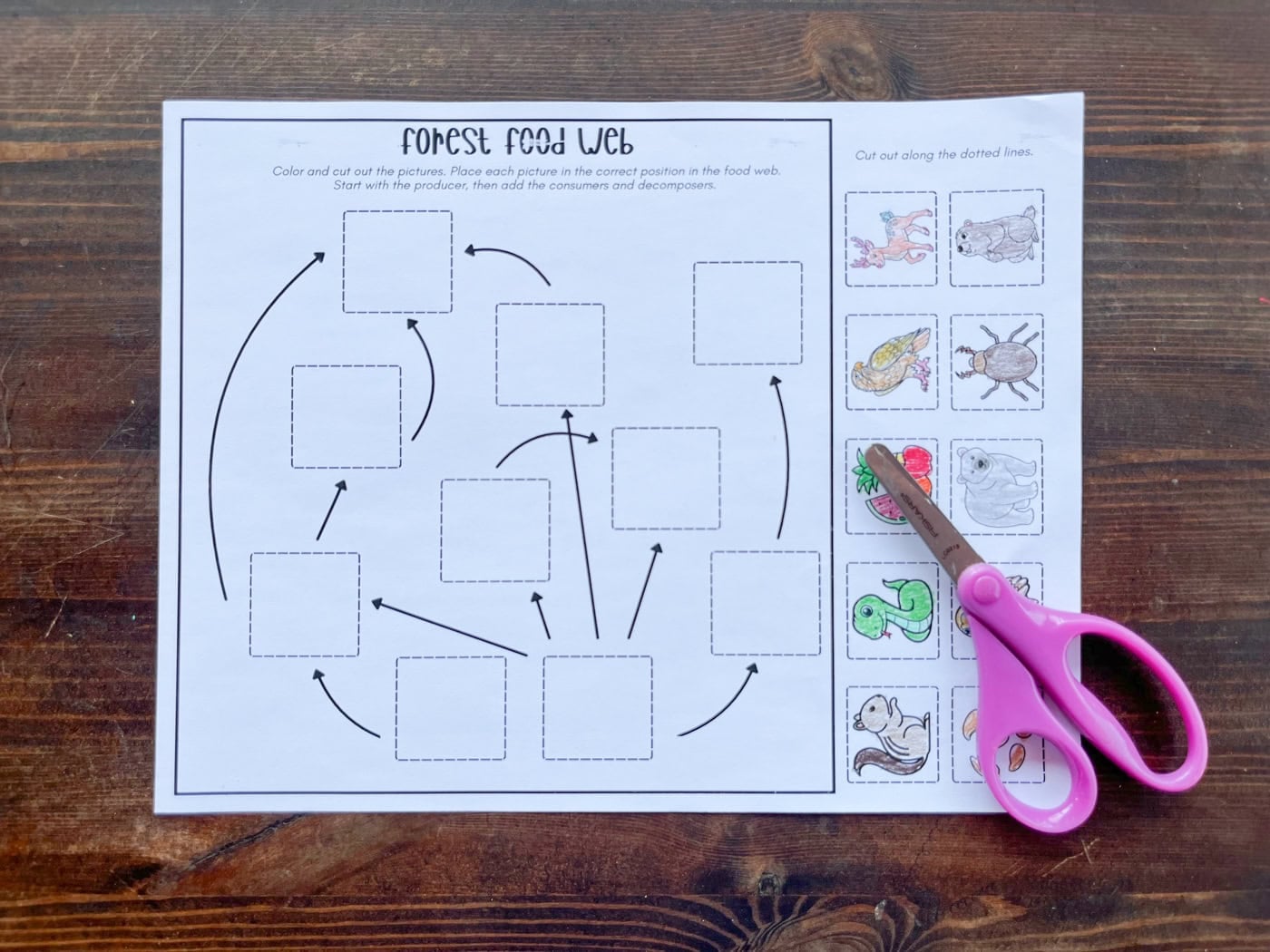 a forest food web worksheet next to a pair of scissors