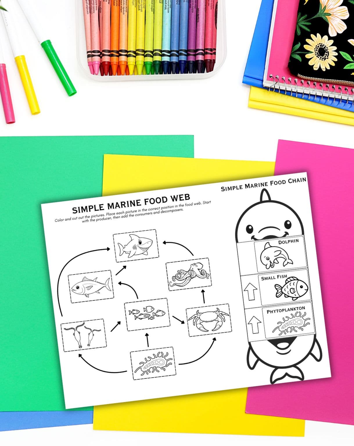 answer key for simple marine food web and food chain worksheets for kids